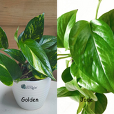Golden + Jade  Pothos, with 5.5 inches white decor pot